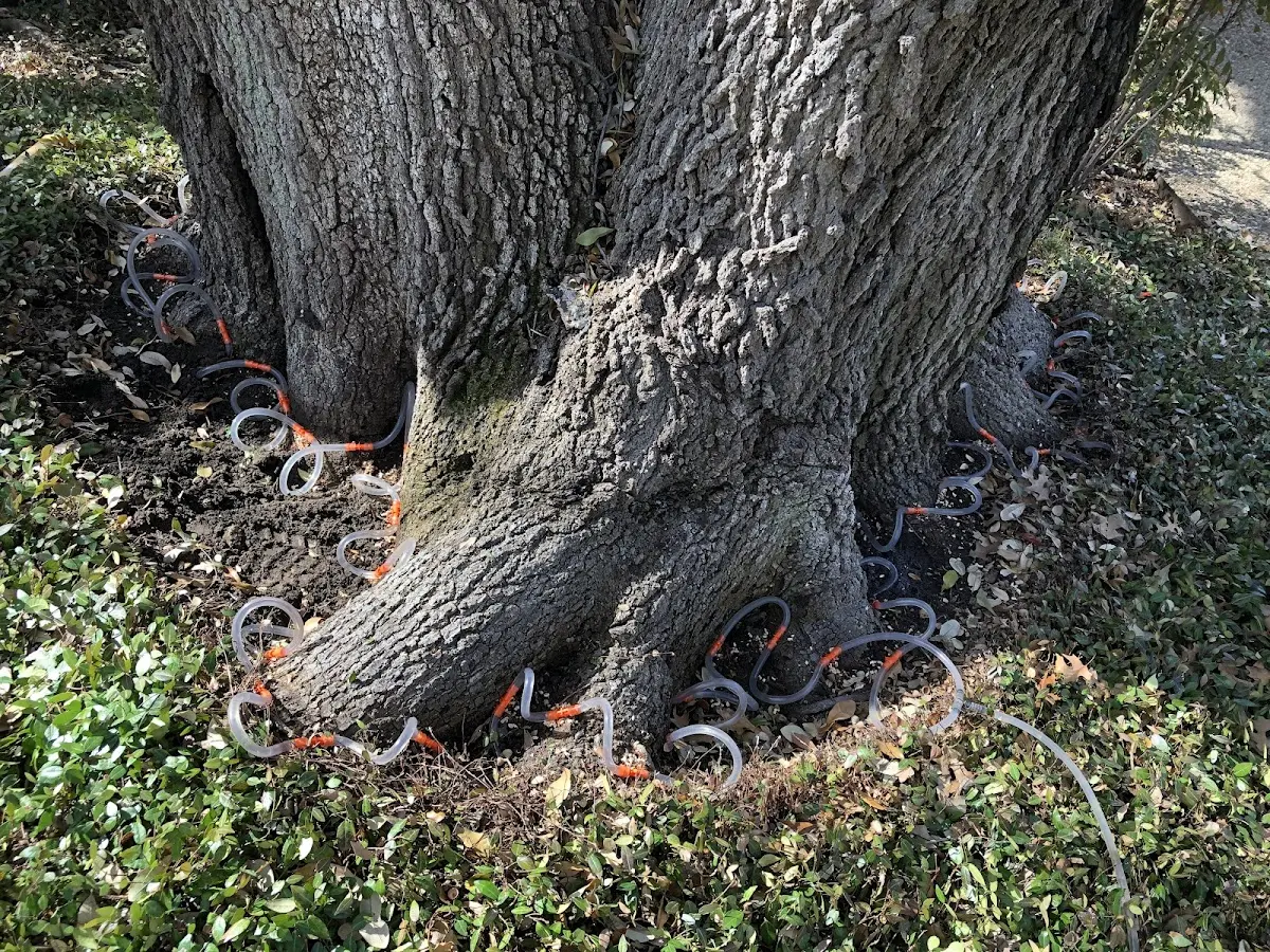 Detailed Tree Cabling and Bracing job site in North Salt Lake