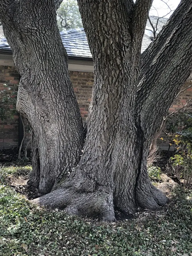 Mature heritage tree close to a North Salt Lake property cared for by certified arborists